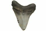 Serrated, Juvenile Megalodon Tooth - North Carolina #210143-1